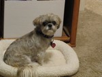 shih tzu pic