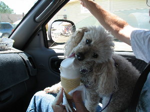 pic of dog eating ice cream