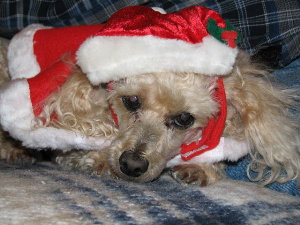 pic of dog in Santa hat