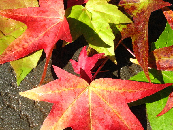 picture of fall leaves