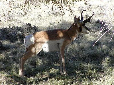 picture of an antelope