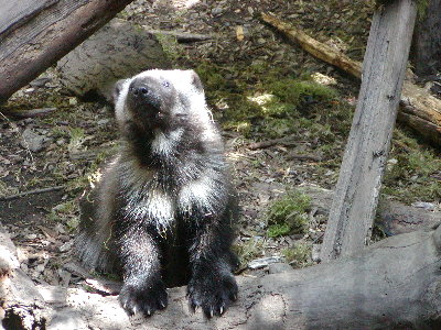 picture of a badger
