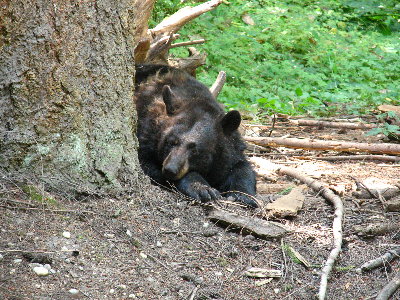 picture of bears