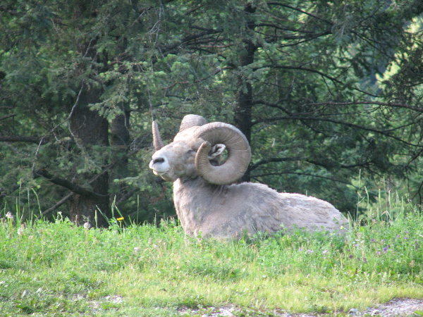 picture of a long horn ram