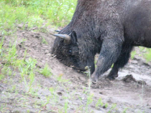 picture of a bison