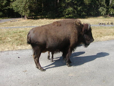 picture of a bison