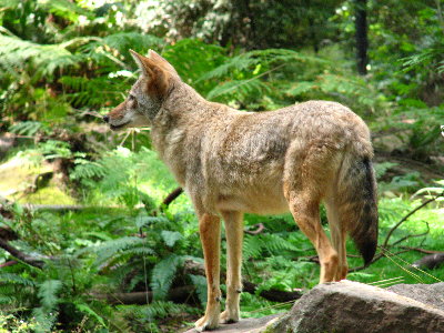 picture of a coyote