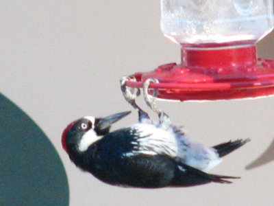 picture of a large bird on feeder