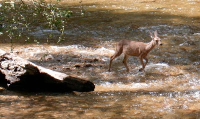 picture of a deer in stream