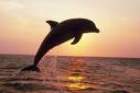 pic of jumping dolphin
