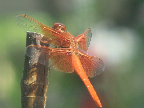 picture of a dragonfly