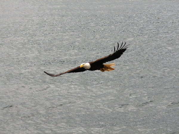 picture of a flying eagle