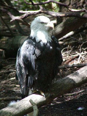 picture of a sitting eagle