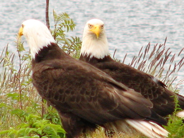 picture of two eagles