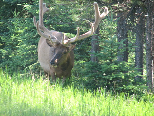 picture of an elk