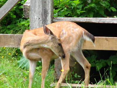 picture of a fawn