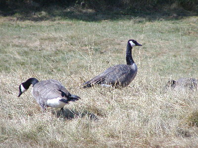 picture of geese