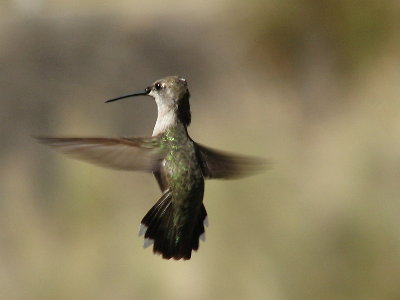 picture of a hummingbird