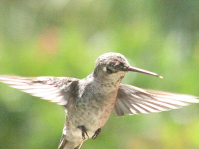picture of a hummingbird