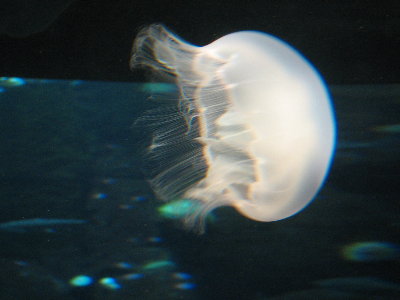 picture of a jellyfish