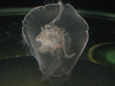 picture of a jellyfish