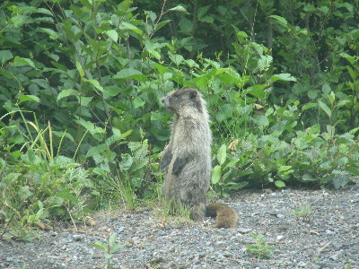 picture of a marmot