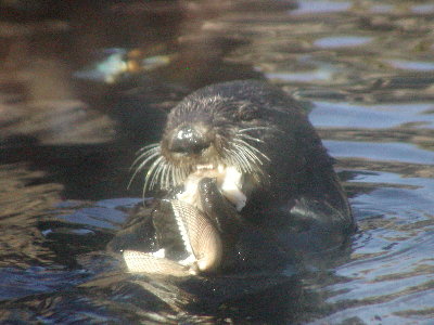 picture of an otter