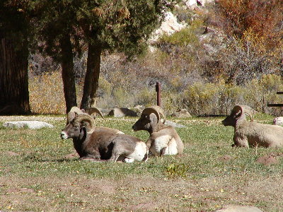 picture of a group of long horn rams