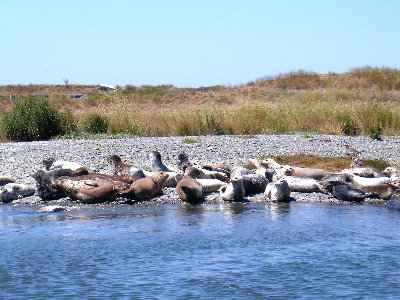 picture of seals