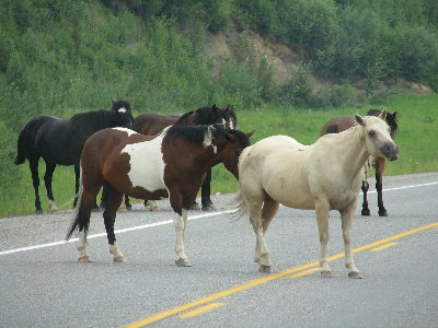 picture of wild horses