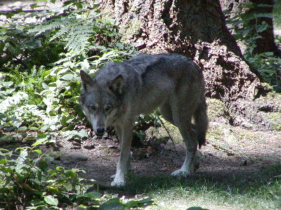 picture of a wolf