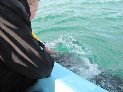 pic of Linda touching a baby whale